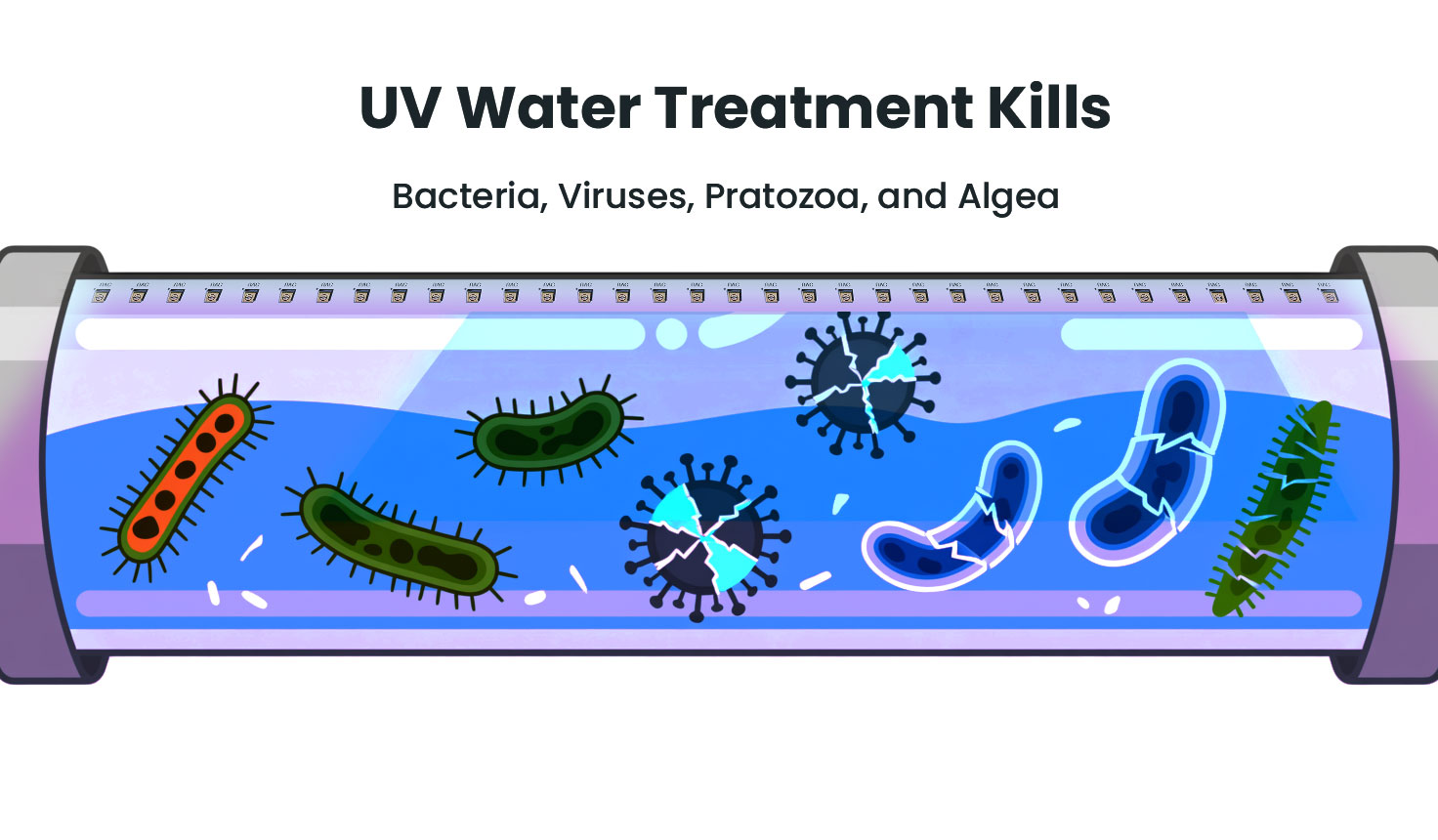 ما هي الكائنات الحية الدقيقة التي تقتلها معالجة المياه الأشعة فوق البنفسجية؟