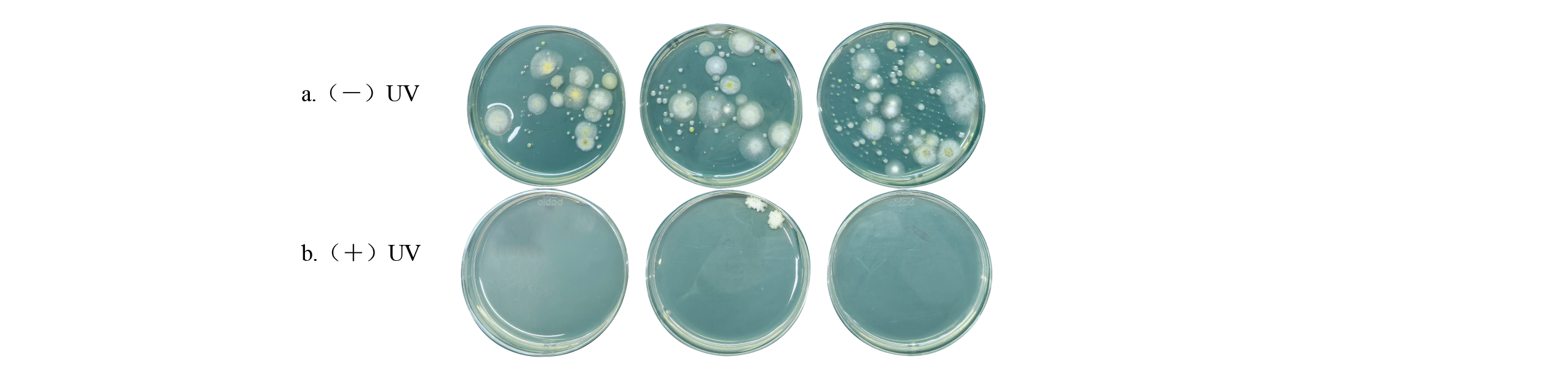 ISAIMS-口腔消毒器-A-دراسة-على-أداء-مطهر-الفم-القائم على-الأشعة فوق البنفسجية-C-LED-تكنولوجيا التطهير-5